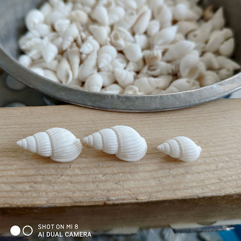 Natürliche Zeuxis- & Nassarius – Marine Aquarium & Regional Centre Bewertung und Preis
